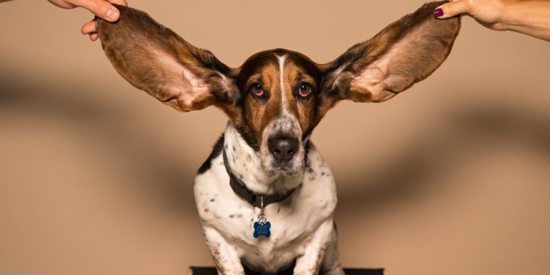 Что у тебя за ухом?